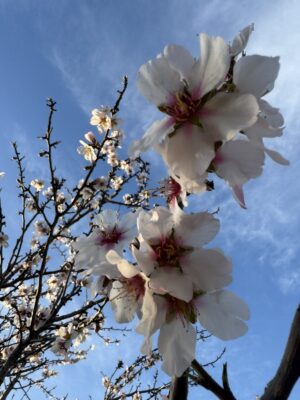 almond-flower